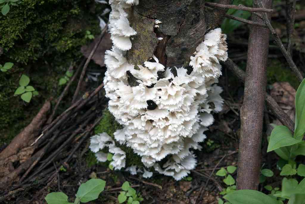 Poretooth rosette (Hydnopolyporus fimbriatus) thumbnail 3