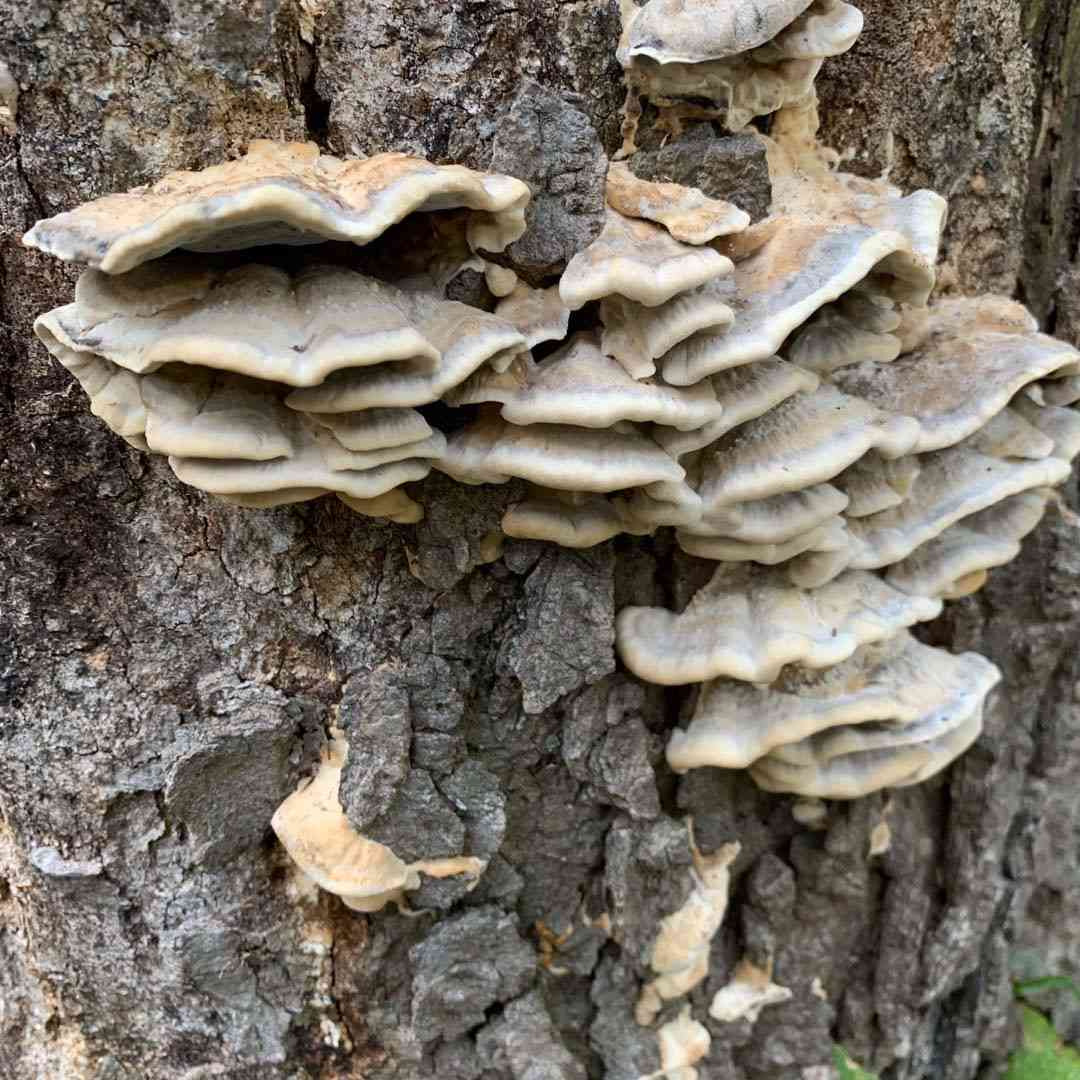 Big smoky bracket (Bjerkandera fumosa) thumbnail 1