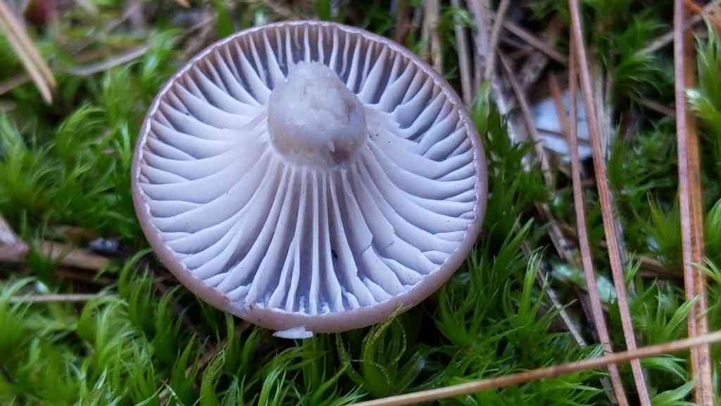 Grey waxcap (Cuphophyllus lacmus) thumbnail 2