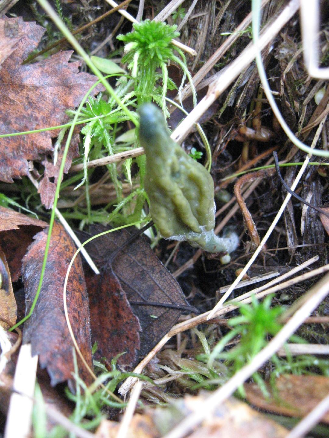 Green earth tongues thumbnail 3