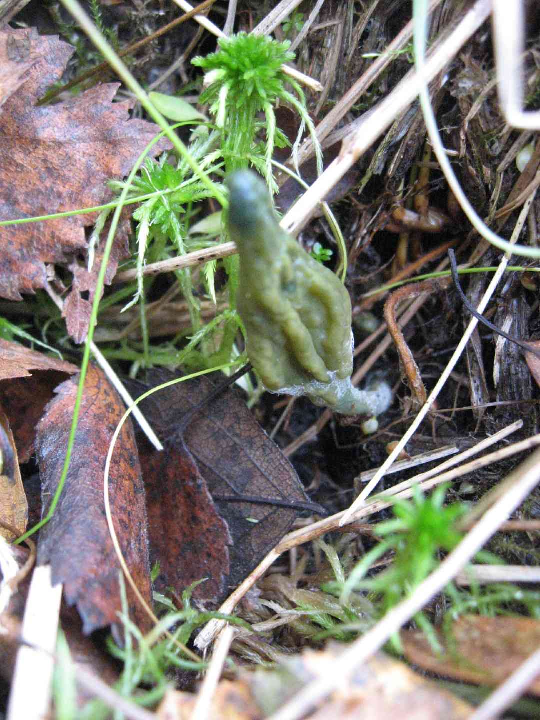 Green earth tongues (Microglossum viride) thumbnail 3