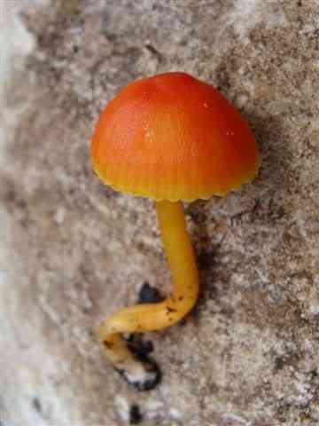 Bitter waxcap (Hygrocybe mucronella) thumbnail 2
