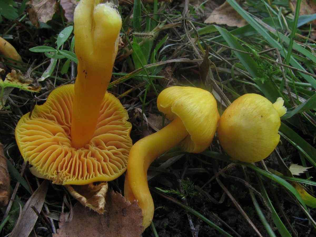 Oily waxcap (Hygrocybe quieta) thumbnail 2