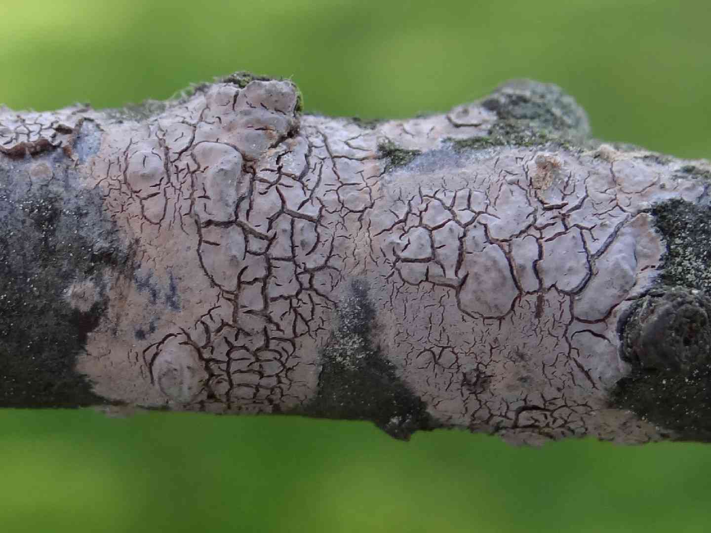 Peniophora cinerea (Peniophora cinerea) thumbnail 3