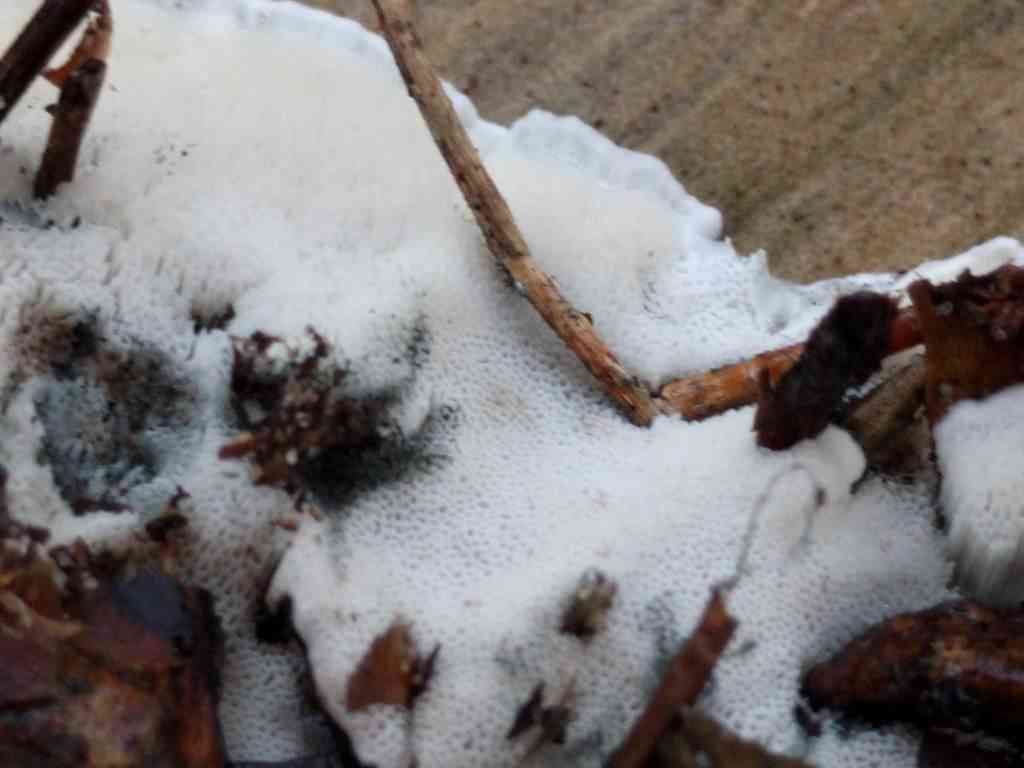Annosum root rot (Heterobasidion annosum) thumbnail 2
