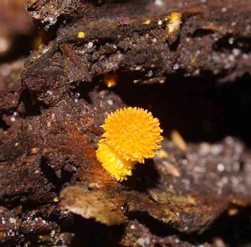 Golden scruffy collybia (Cyptotrama asprata) thumbnail 2