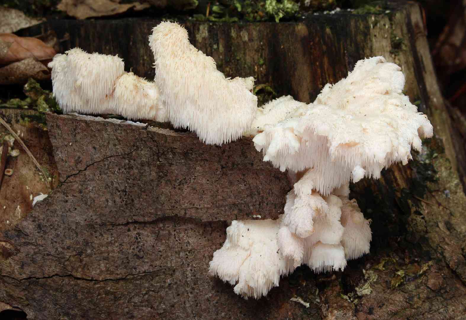 Tiered tooth fungus