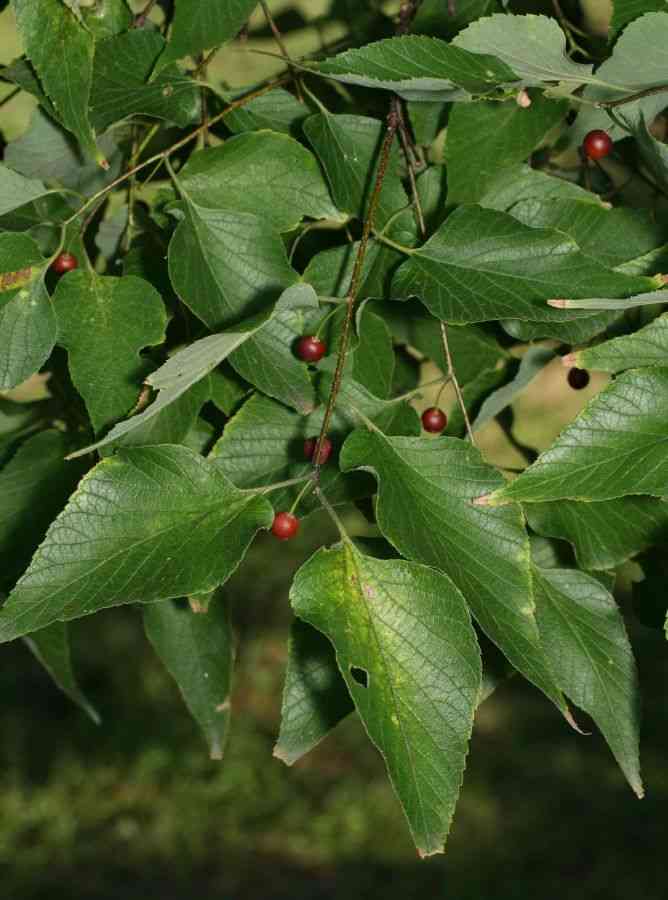 Common hackberry