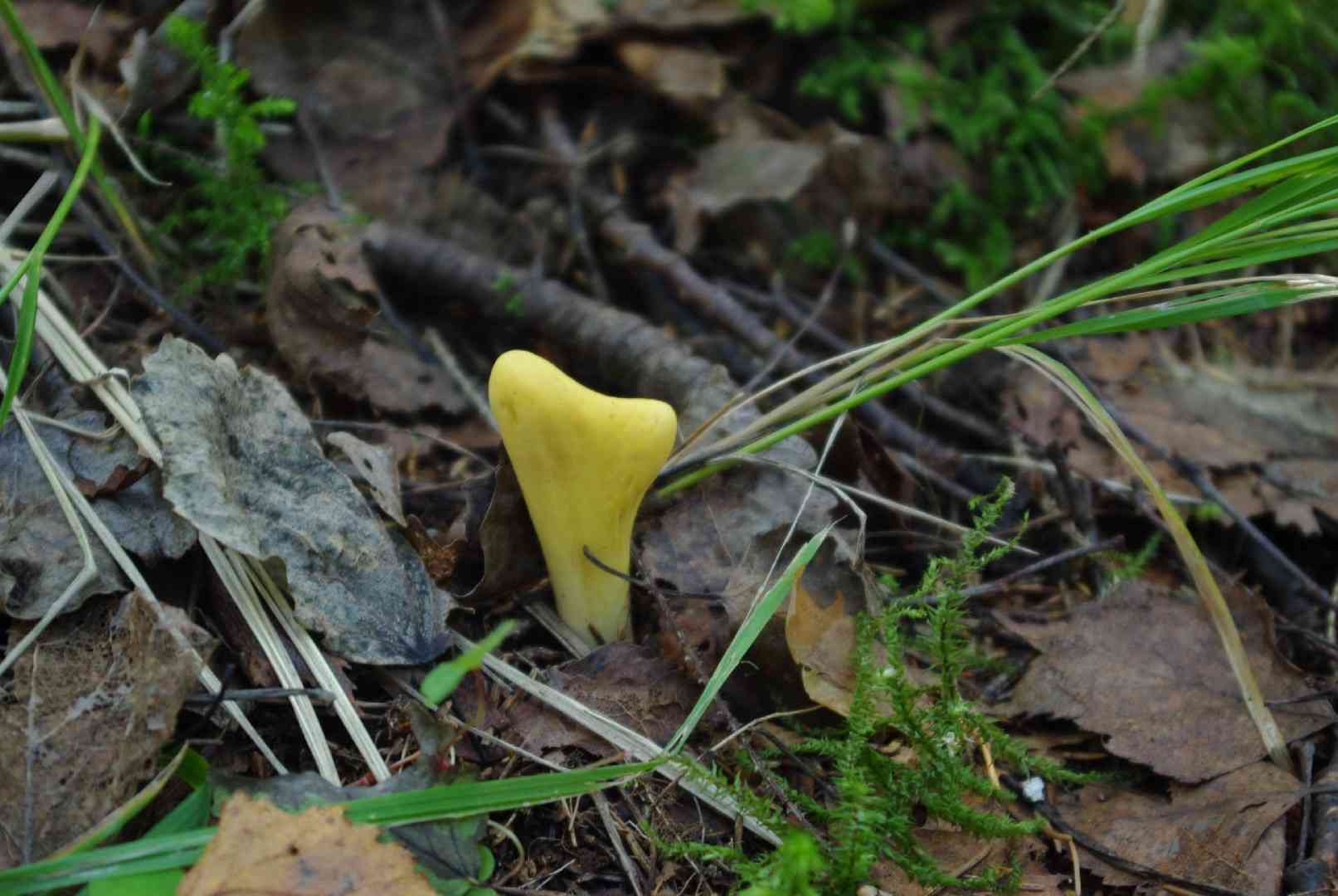 Common club coral fungus (Clavariadelphus pistillaris) thumbnail 3