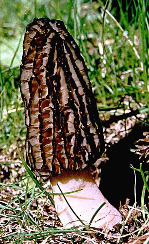 Black morel (Morchella angusticeps) thumbnail 2