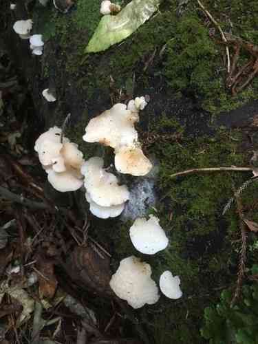 Favolaschia pustulosa (Favolaschia pustulosa) thumbnail 2