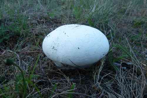 Giant puffball (Calvatia gigantea) thumbnail 3