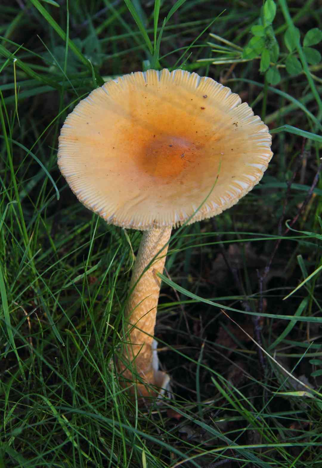 Saffron ringless amanita (Amanita crocea) thumbnail 2