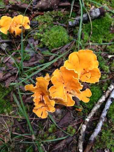Smooth chanterelle (Cantharellus lateritius) thumbnail 2