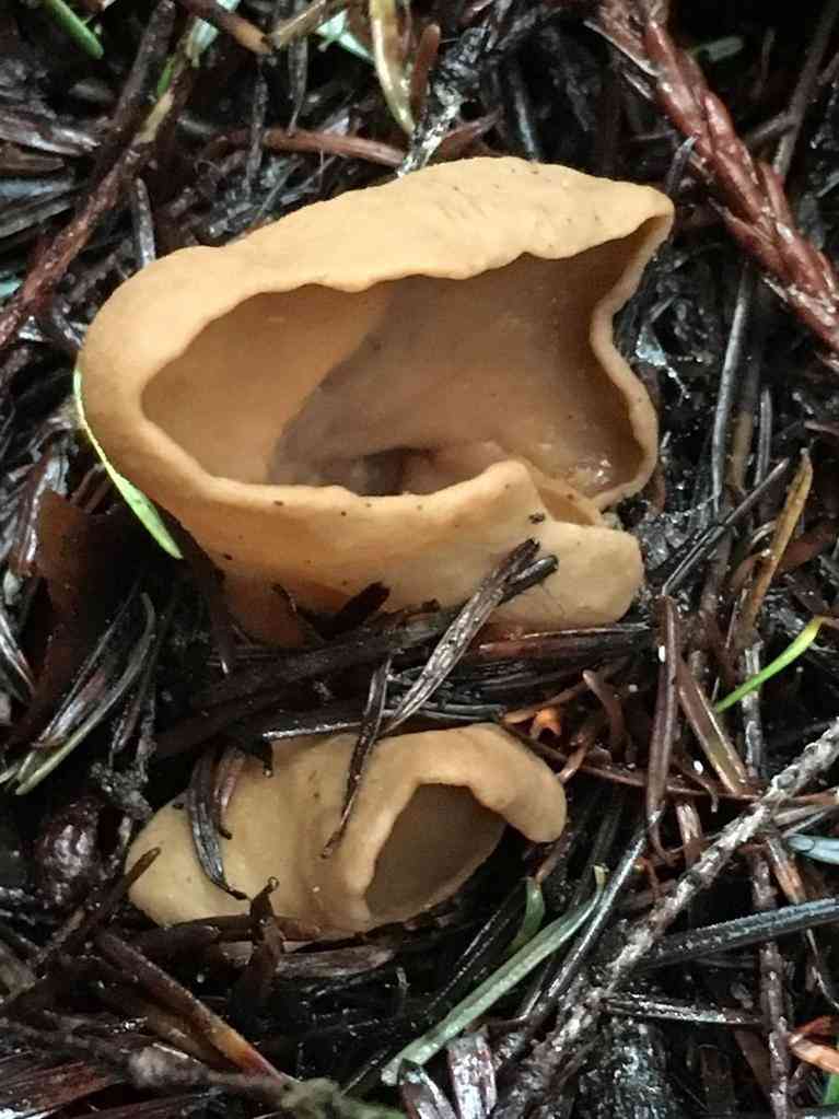 Otidea leporina (Otidea leporina) thumbnail 1