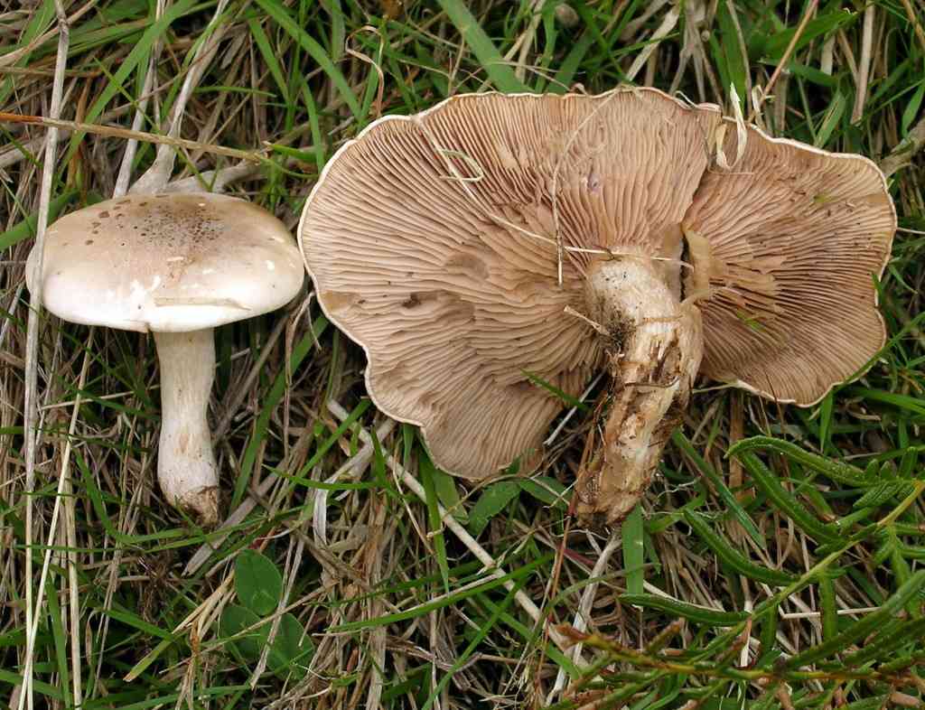 Lepista luscina (Lepista luscina) thumbnail 2