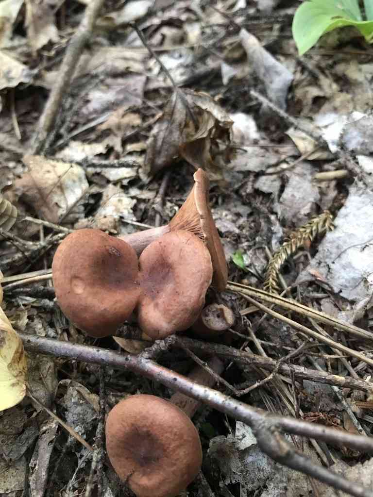 Candy cap (Lactarius camphoratus) thumbnail 3