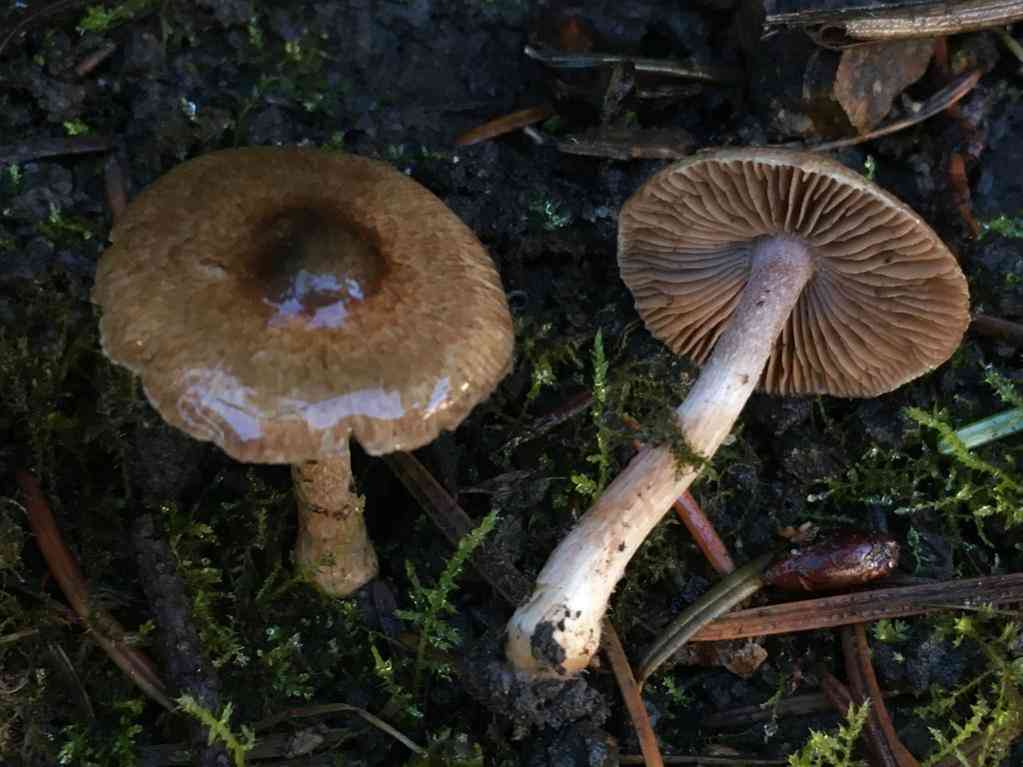 Lilac leg fibrecap (Inocybe griseolilacina) thumbnail 1