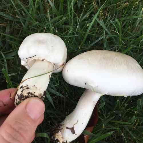 Yellow stainer (Agaricus xanthodermus) thumbnail 2