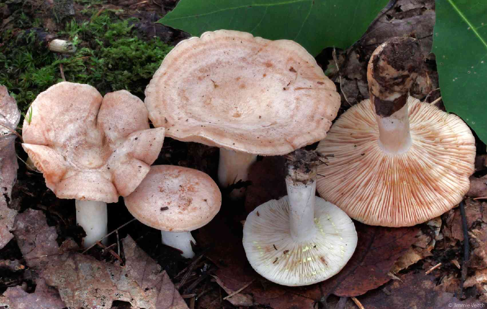 Yellowdrop milkcap (Lactarius chrysorrheus) thumbnail 1