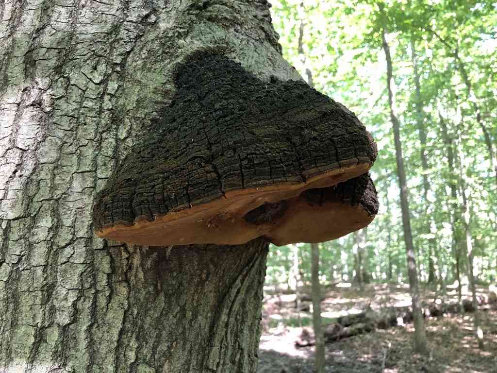 Phellinus everhartii (Phellinus everhartii) thumbnail 3