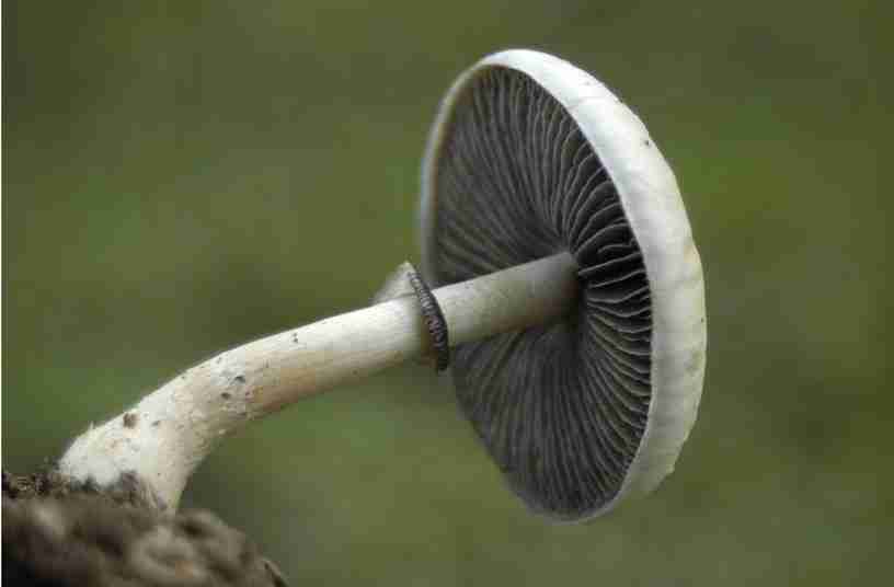 Magic mushroom