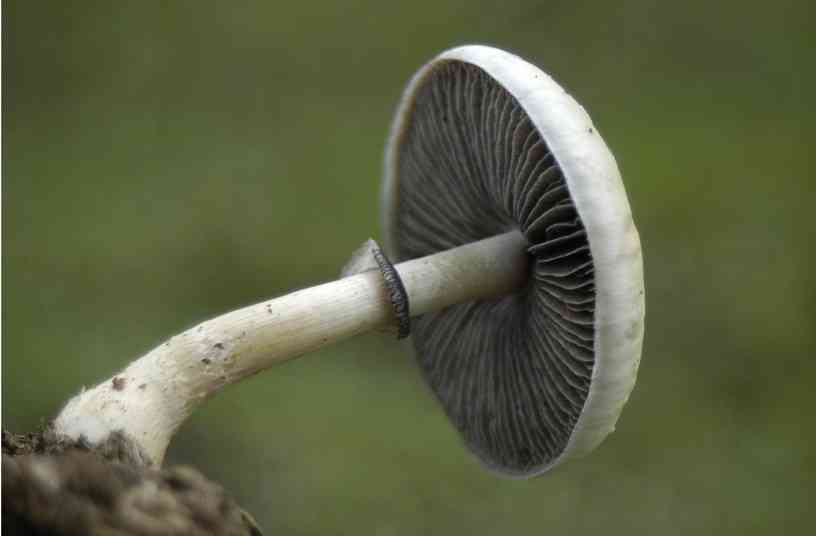 Magic mushroom