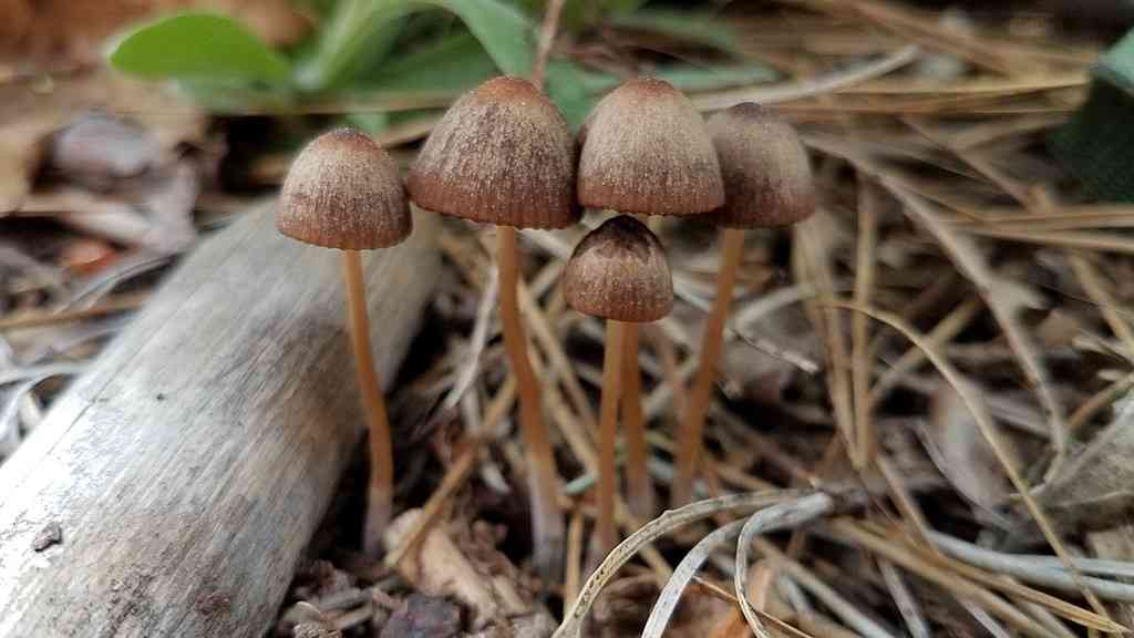 Psathyrella prona (Psathyrella prona) thumbnail 1