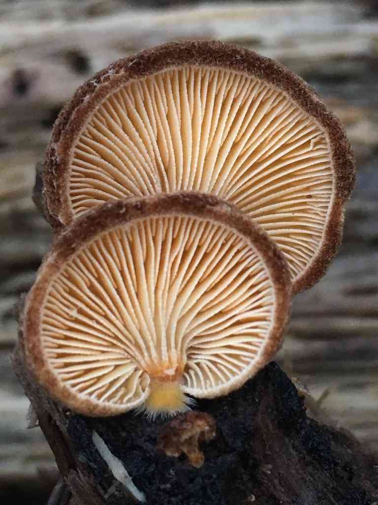 Saffron oysterling (Crepidotus crocophyllus) thumbnail 3
