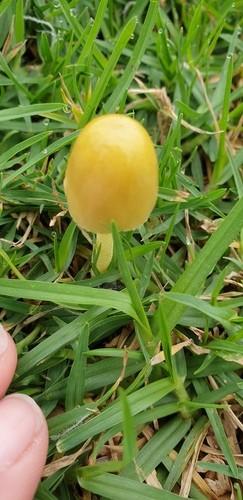 Yellow fieldcap