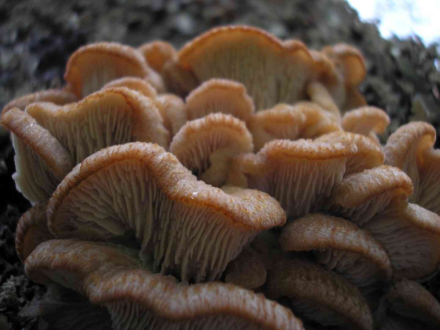 Lentinellus vulpinus