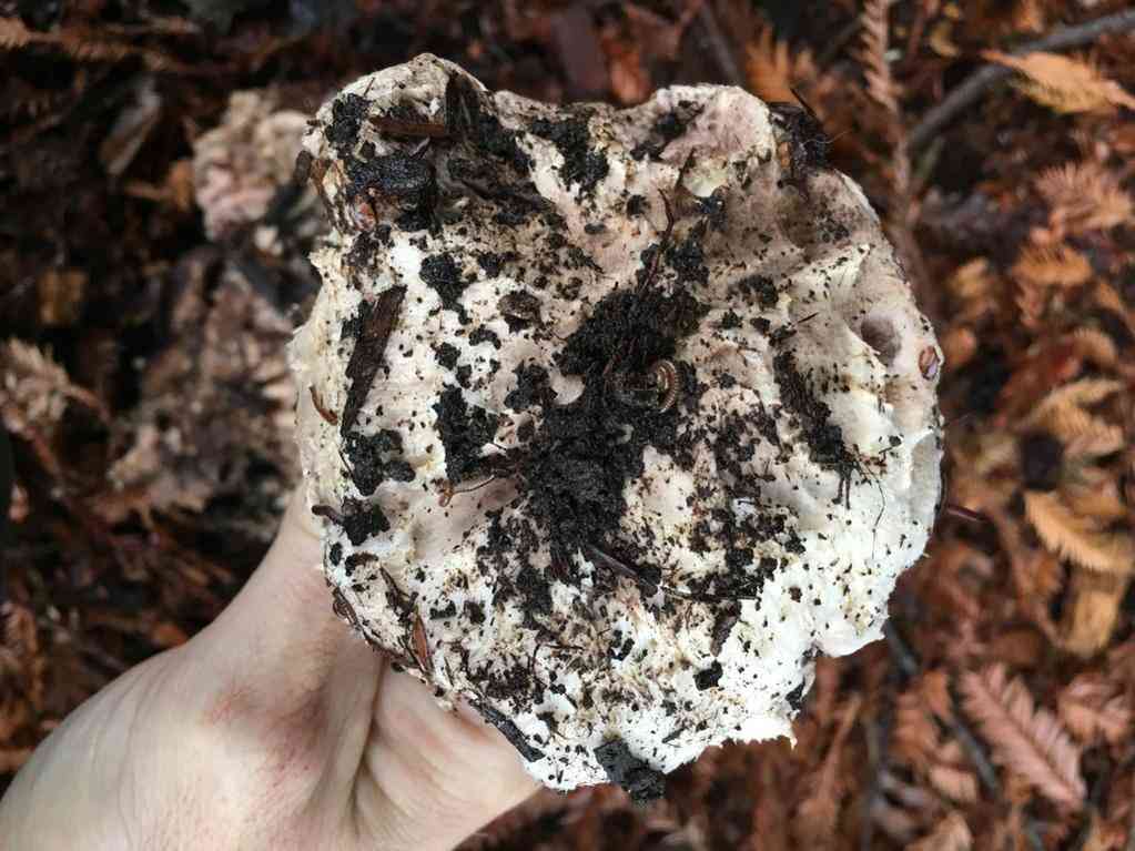 Salt-loving mushroom (Agaricus bernardii) thumbnail 2