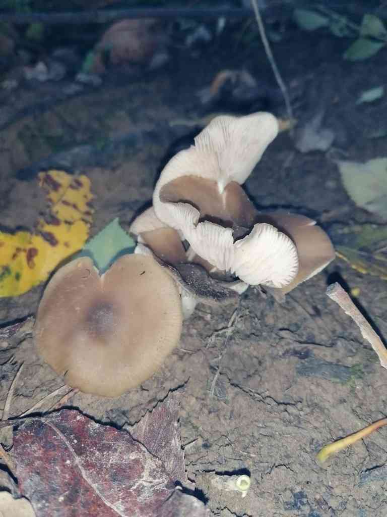 Inocybe nitidiuscula (Inocybe nitidiuscula) thumbnail 2