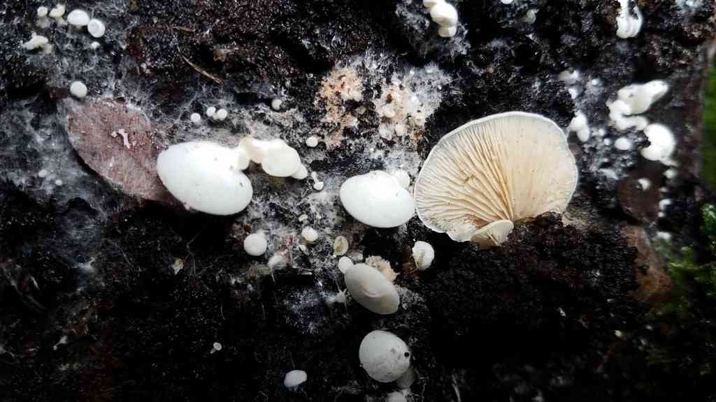 Miller's oysterling (Clitopilus hobsonii) thumbnail 1