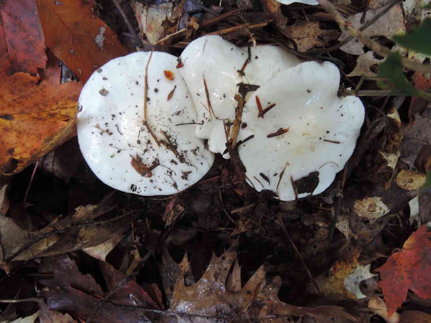 Tricholoma subresplendens (Tricholoma subresplendens) thumbnail 3