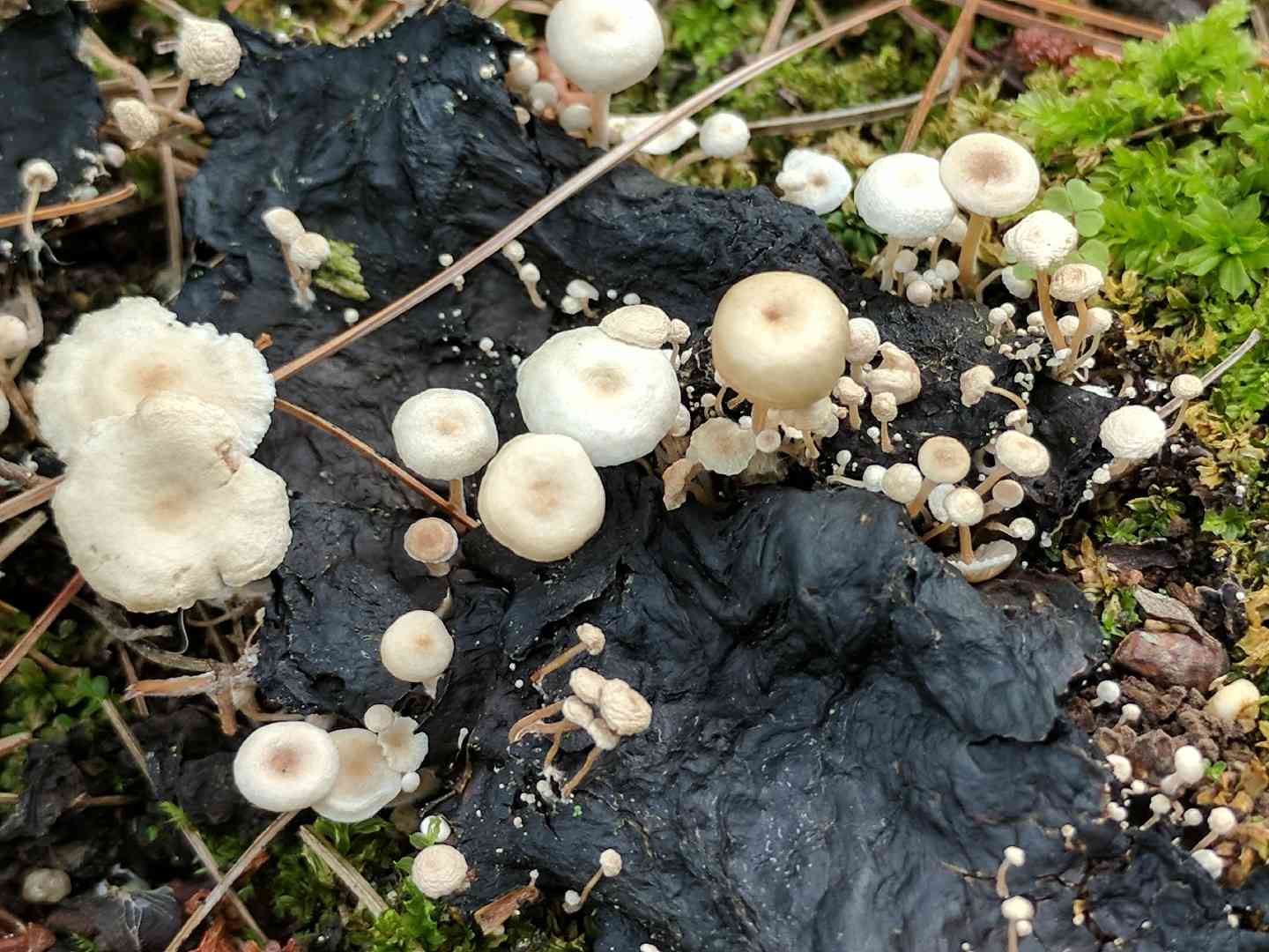 Piggyback shanklet (Collybia cirrhata) thumbnail 2