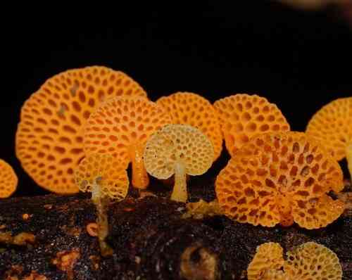 Orange pore fungus (Favolaschia calocera) thumbnail 2