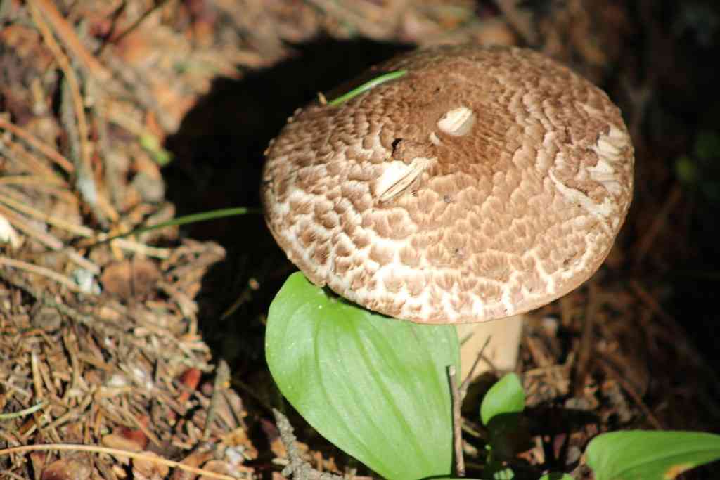 Scaly wood mushroom (Agaricus sylvaticus) thumbnail 3