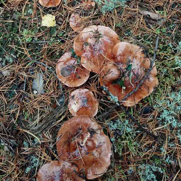 Tricholoma albobrunneum (Tricholoma albobrunneum) thumbnail 1