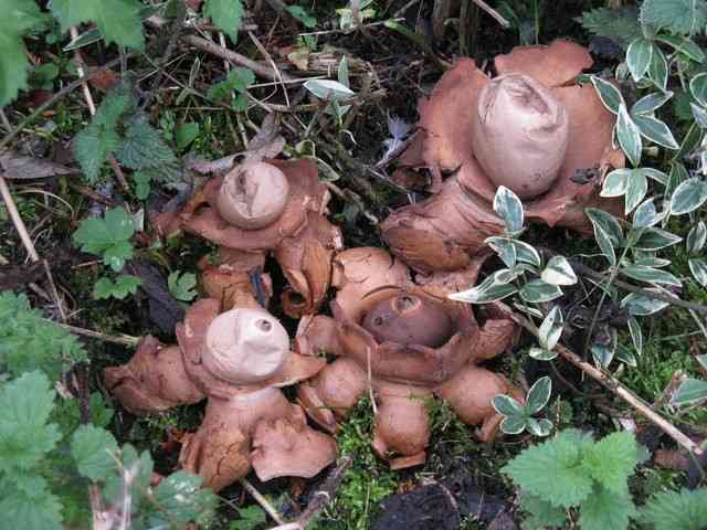 Collared earthstar (Geastrum triplex) thumbnail 2