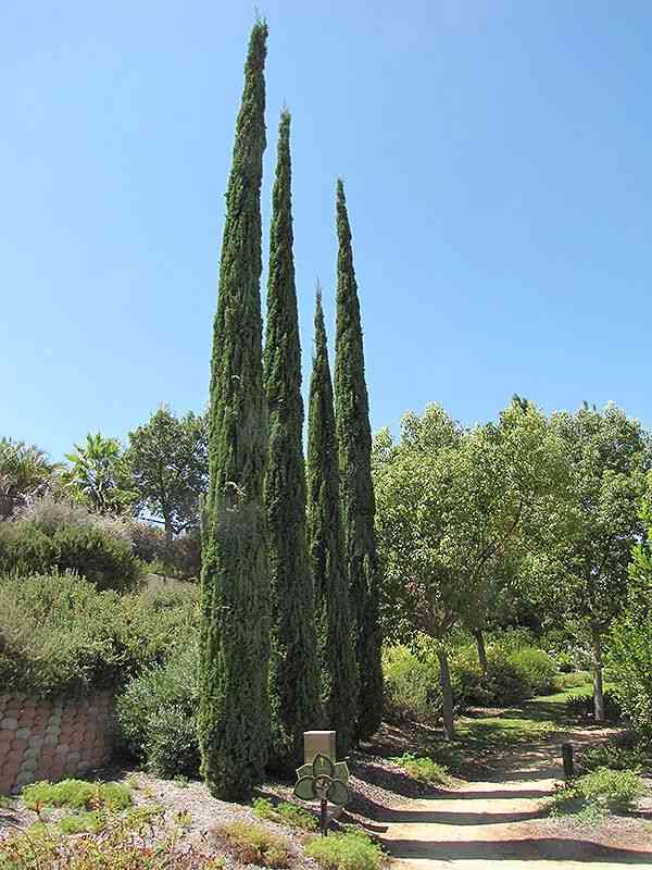 Mediterranean cypress