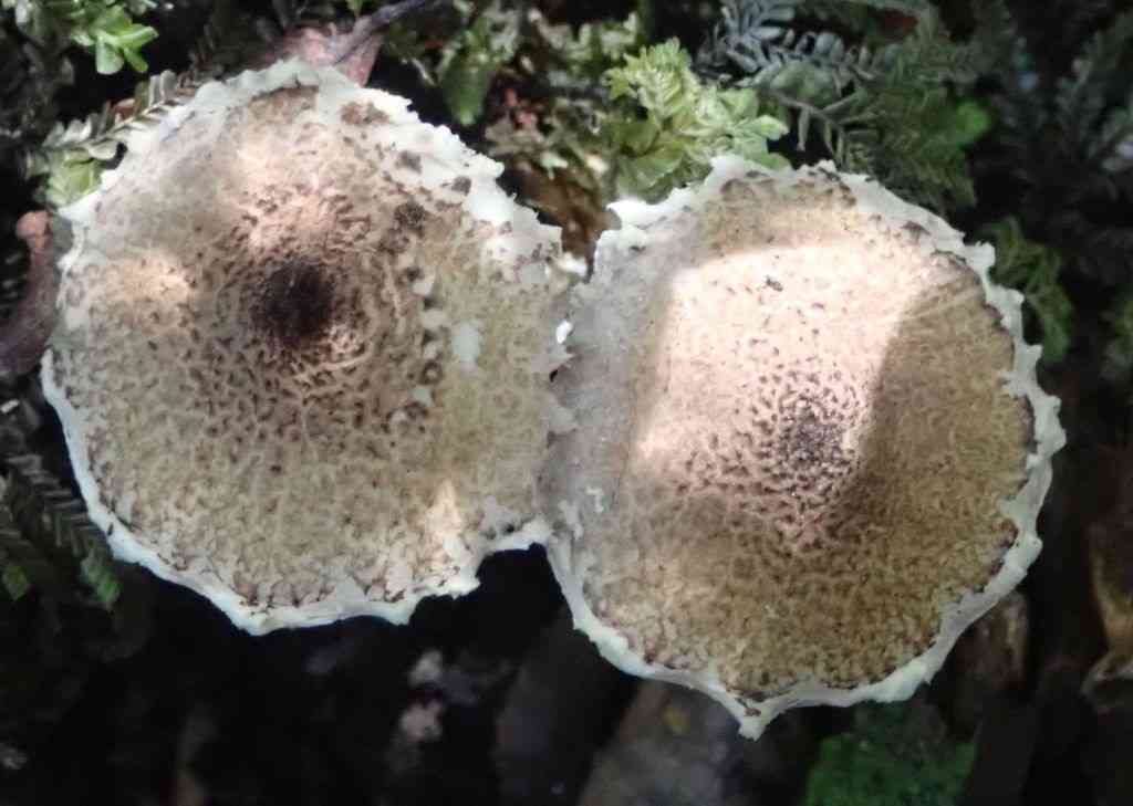 Cystolepiota hetieri (Cystolepiota hetieri) thumbnail 2