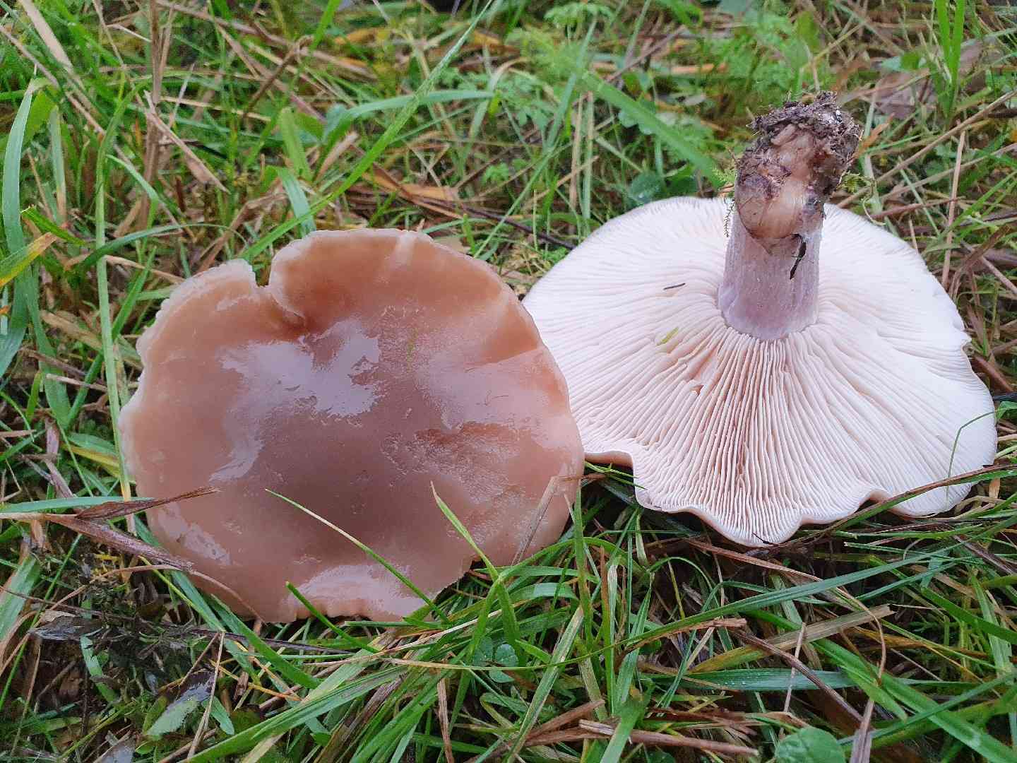 Field blewit (Lepista personata) thumbnail 3