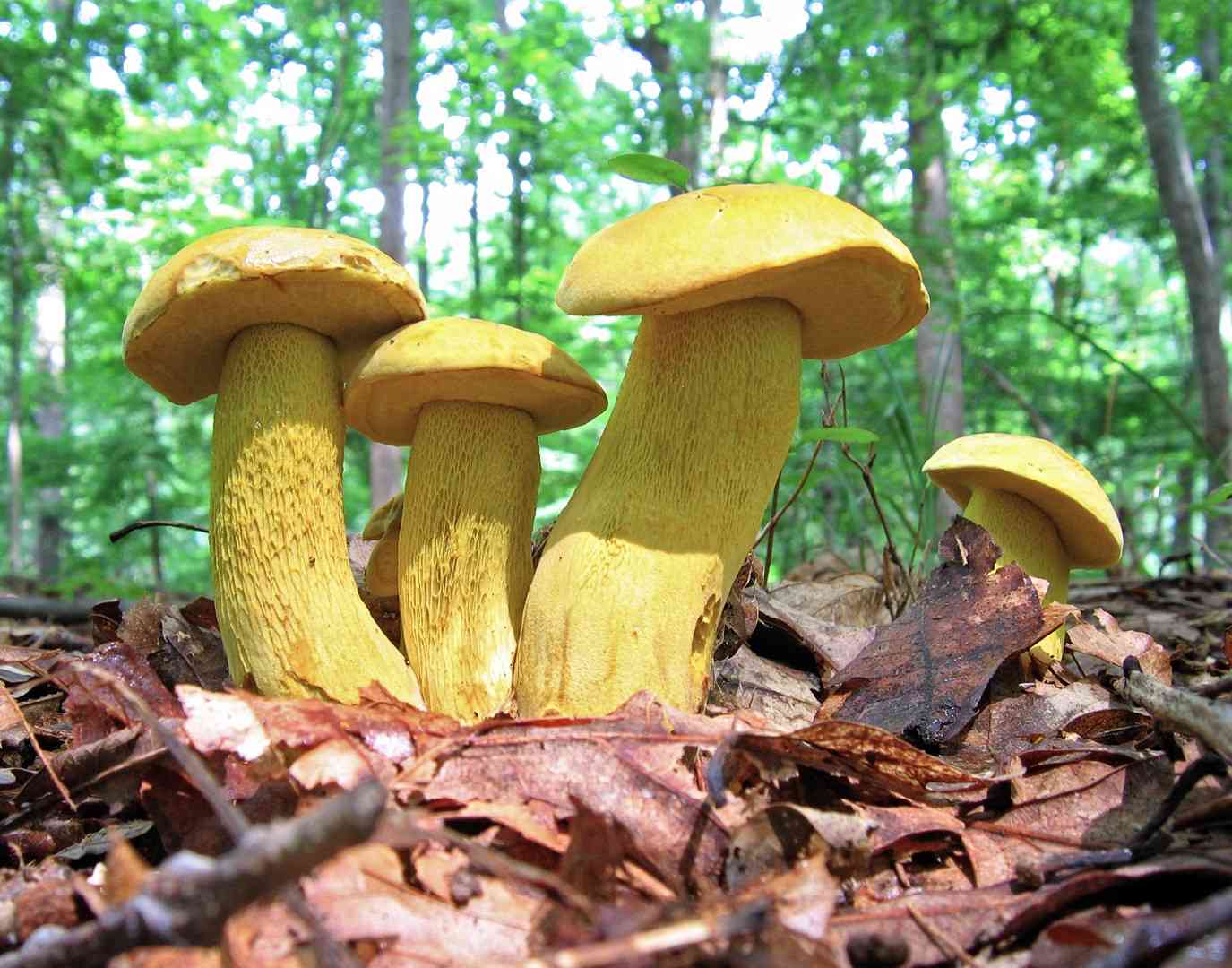Ornate-stalked bolete (Retiboletus ornatipes) thumbnail 1