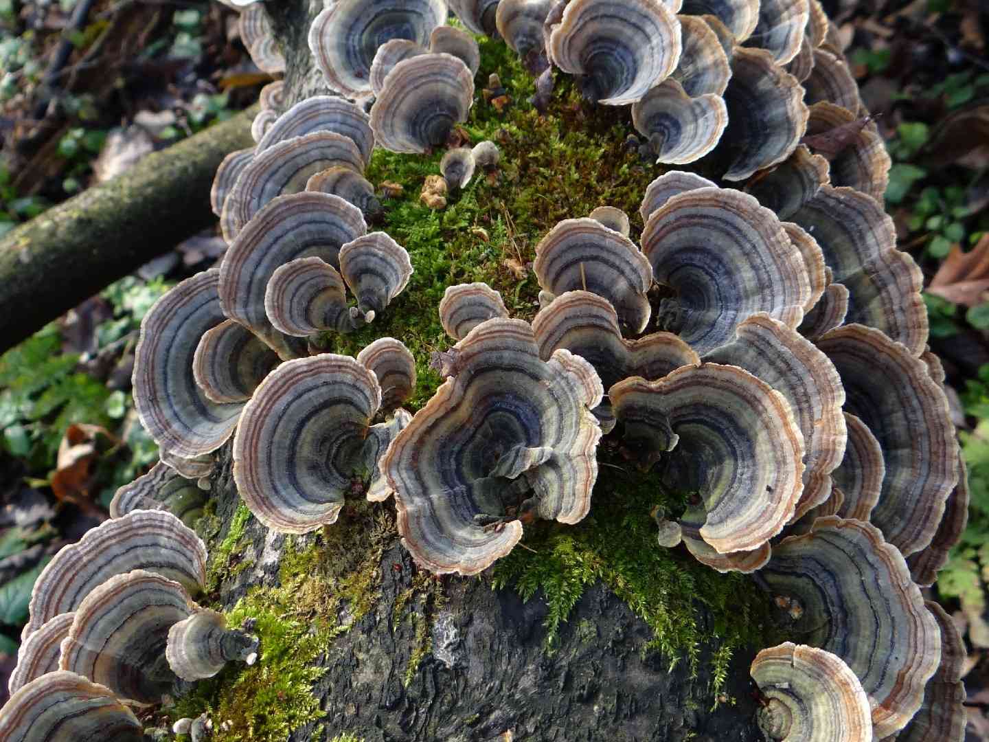 Turkey tail (Trametes versicolor) thumbnail 1