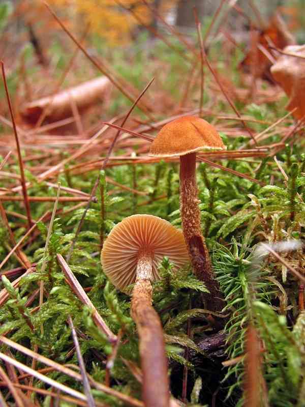 Pine powdercap (Cystoderma jasonis) thumbnail 2
