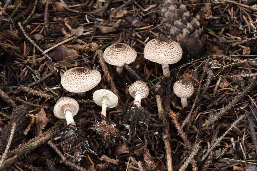 Cat dapperling (Lepiota felina) thumbnail 3