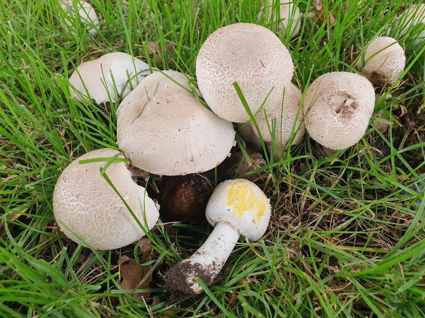 Yellow stainer