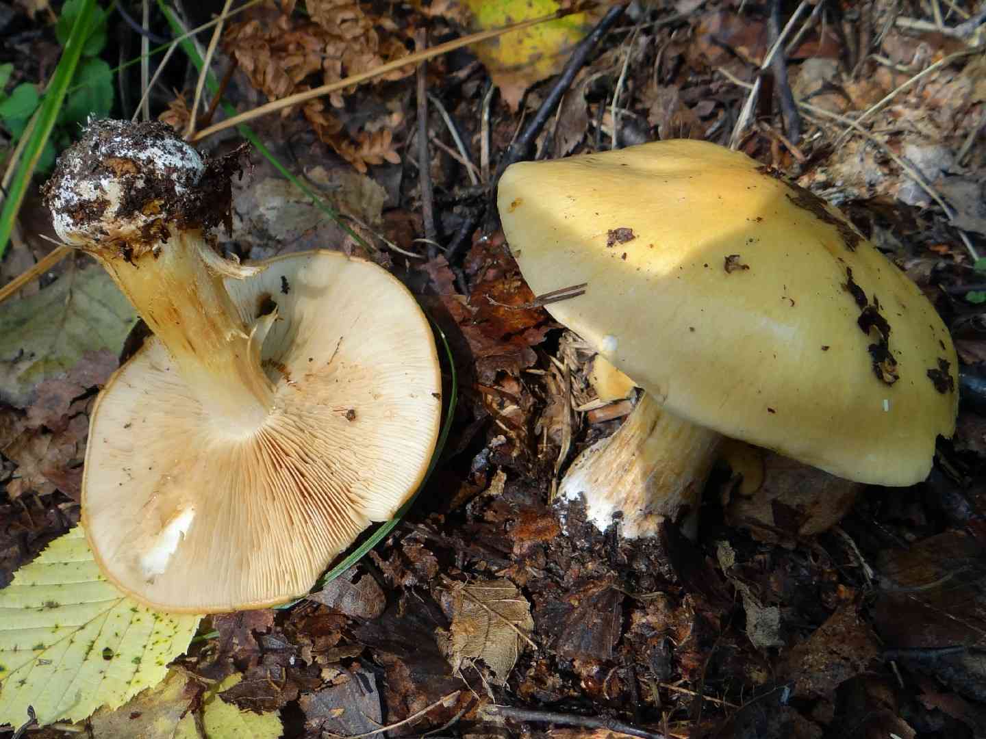 Cortinarius percomis (Cortinarius percomis) thumbnail 1