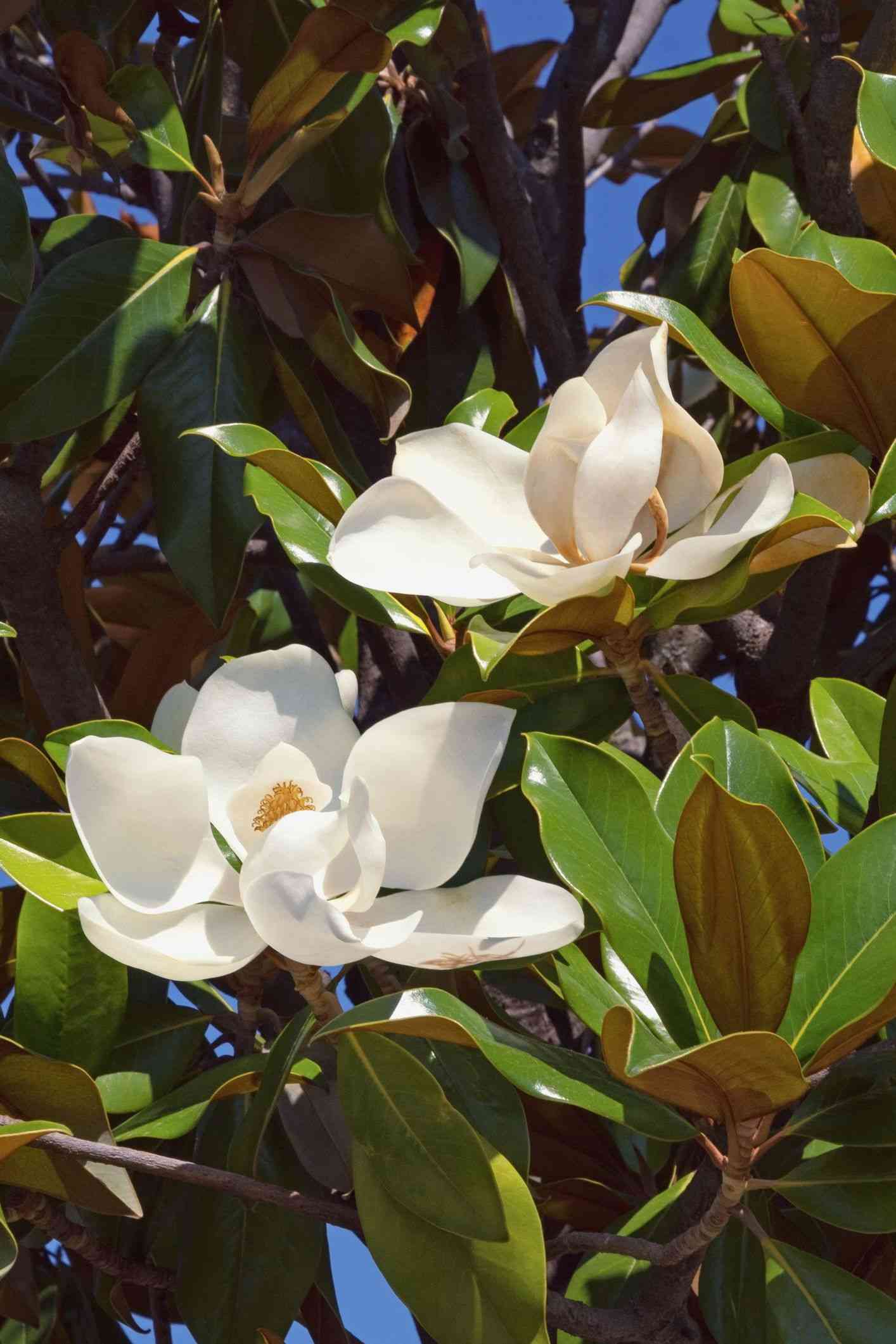 Southern magnolia